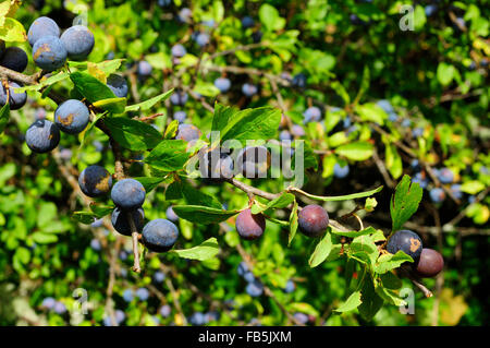 Schlehe (Prunus Spinosa) Stockfoto
