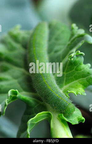 Kleine weiße Schmetterling Raupe (Pieris Rapae) Stockfoto