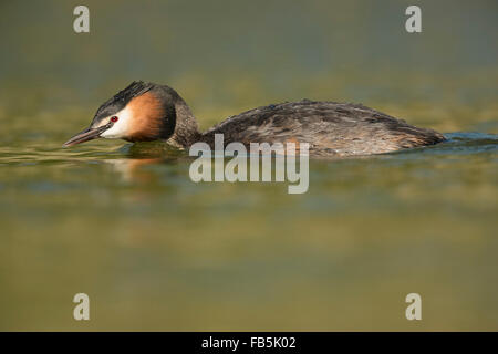 Haubentaucher / Haubentaucher (Podiceps Cristatus) schwimmt in Eile, um sein Territorium zu schützen / auf der Suche nach seinen Kumpel. Stockfoto