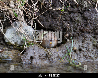 Europäische Schermaus, Arvicola Amphibius im Fuchsbau Eingang sitzen. Stockfoto