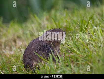 Europäische Wasser-Wühlmaus, Arvicola Amphibius, Weiden am Ufer des Stroms. Stockfoto