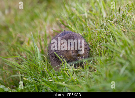 Europäische Wasser-Wühlmaus, Arvicola Amphibius, Weiden am Ufer des Stroms. Stockfoto