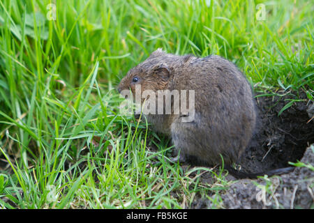 Europäische Wasser-Wühlmaus, Arvicola Amphibius, Weiden am Ufer des Stroms. Stockfoto