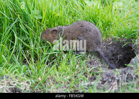 Europäische Wasser-Wühlmaus, Arvicola Amphibius, Weiden am Ufer des Stroms. Stockfoto