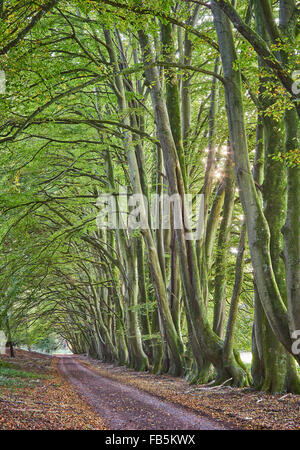 Beech Tree Avenue, Sussex Stockfoto