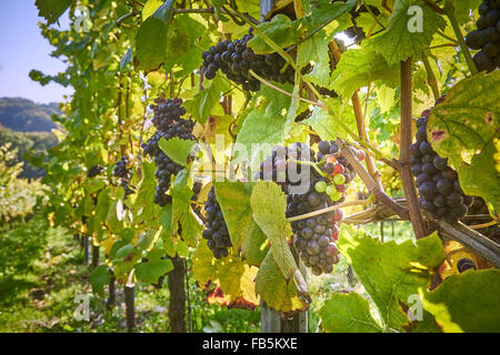 Weinreben mit reifen schwarzen Trauben an Wiston Weinberg, Sussex Stockfoto