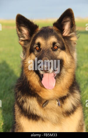 KOPF UND SCHULTERN PORTRÄT FOTOGRAFIEREN IN VOLLER SONNE EINES DEUTSCHEN SCHÄFERHUND RÜDEN Stockfoto