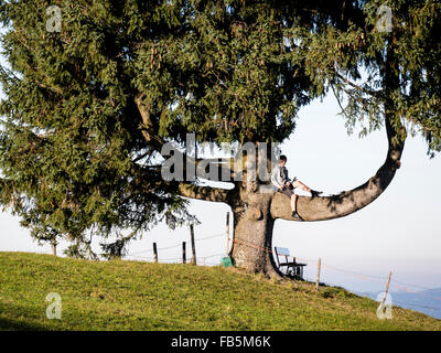 Einzigen großen Baum, junge sitzt auf gekrümmten Ast in der Nähe von Wertach, Allgäu, Bayern, Deutschland Stockfoto