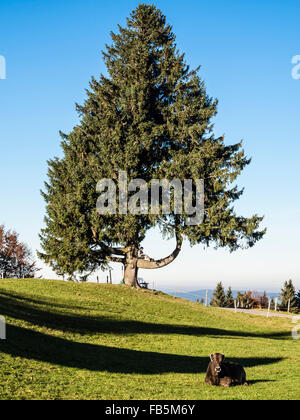 Einzigen großen Baum, junge sitzt auf gekrümmten Ast in der Nähe von Wertach, Allgäu, Bayern, Deutschland Stockfoto