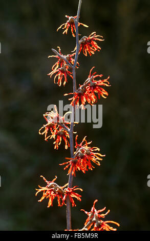 Hexe Hazel (Hamamelis x intermedia Jelena) in Blüte Stockfoto