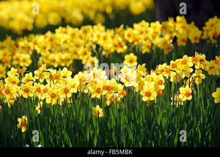 Narcissus-Feld Stockfoto