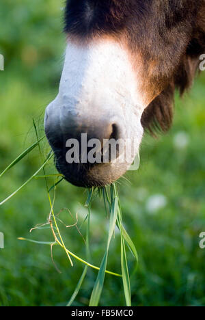 Esel Kopf Mund Begrünung Stockfoto