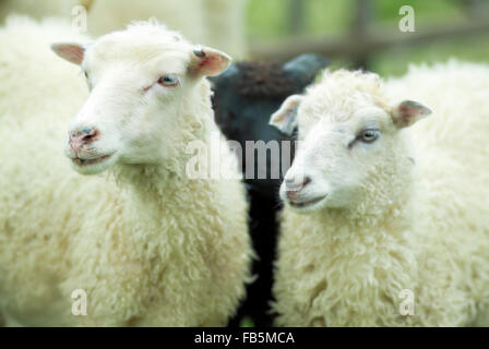 Zwei weiße Schafe Stockfoto