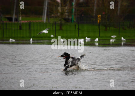 Tonbridge, Kent, England 10. Januar 2016: ein Hund Ruft einen Stock geworfen, um es von seinem Besitzer im Hochwasser auf einem Spielfeld in Tonbridge, mit Möwen im Hintergrund. Den letzten Starkregen die Spielfelder teilweise überflutet und gesättigten Boden verlassen hat, und den Fluss Medway (die durch die Stadt fließt) ist derzeit Bank voll. Bildnachweis: James Brunker / Alamy Live News Stockfoto