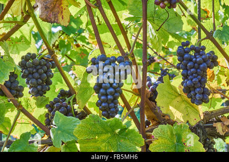 Weinreben mit reifen schwarzen Trauben an Wiston Weinberg, Sussex Stockfoto