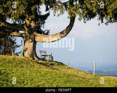 Einzigen großen Baum, junge sitzt auf gekrümmten Ast in der Nähe von Wertach, Allgäu, Bayern, Deutschland Stockfoto