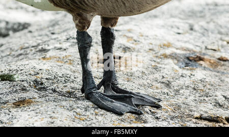 Close-up Detail der Schuppige Füße und Krallen der Kanadagans stehend auf Rock Oberfläche. Stockfoto