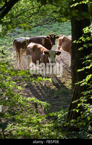 Kühe auf der Wiese in den Wald-Rand-Deutschland-Europa Stockfoto