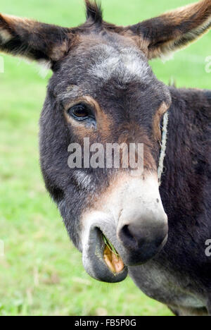 Esel (Equus Asinus) mit offenem Mund Stockfoto