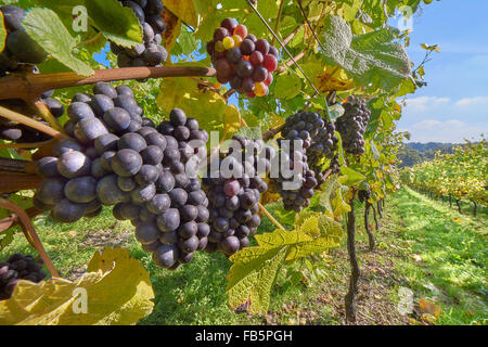 Weinreben mit reifen schwarzen Trauben an Wiston Weinberg, Sussex Stockfoto