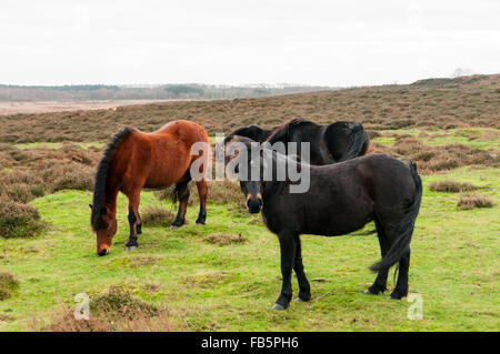 Dartmoor Ponys auf Edmund gemeinsamen Naturschutzgebiet in West Norfolk.  Verwendet, um die Wiese / Heidekraut zu decken. Stockfoto