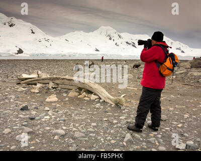 Antarktis, Süd-Shetland-Inseln, Half Moon ist, Baliza Hill, senior männlichen Fotografen in der Morgendämmerung, Aufnahme der Wal Kiefer Stockfoto