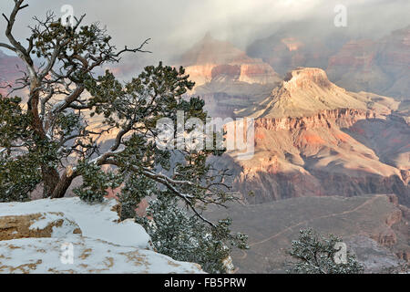 Schnee-bedeckten Baum, Klippen und Schluchten von Rim Trail in der Nähe von Yavapai Point, Grand Canyon National Park, Arizona USA Stockfoto