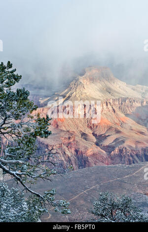 Schnee-bedeckten Baum, Klippen und Schluchten von Rim Trail in der Nähe von Yavapai Point, Grand Canyon National Park, Arizona USA Stockfoto