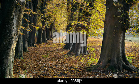 Allee der Rosskastanie Bäume im Herbst Stockfoto
