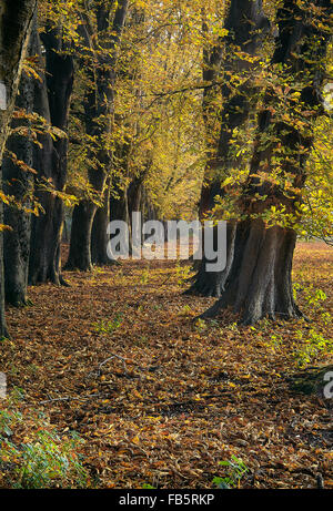Allee der Rosskastanie Bäume im Herbst Stockfoto