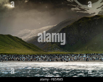 Süd-Georgien, Gold Harbour Königspinguine am Strand Stockfoto