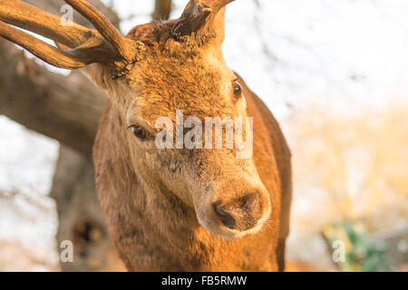 Rotwild-Hirsch-Portrait Stockfoto