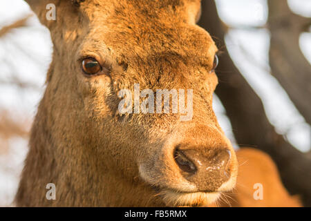 Rotwild-Hirsch-Portrait Stockfoto