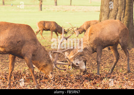 Spielen Kampf zwischen Hirsche Stockfoto