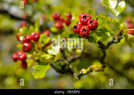 Roten Weißdornbeeren in Herbstsonne. Eine natürliche hautnah in der englischen Landschaft. Stockfoto