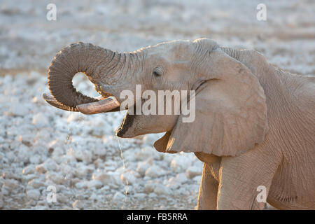 Elefantenbulle heben den Kopf und Rumpf zu trinken in Etosha Nationalpark, Namibia Stockfoto