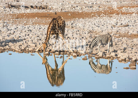 Burchell Zebra und südlichen Giraffe trinken am Wasserloch mit ihren Reflexionen sichtbar und eine Sammlung von Black-backed jacka Stockfoto