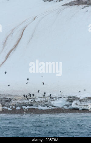 Gentoo Penguin Autobahn Rookery-Küste in Neki Harbor, Antarktis. Stockfoto