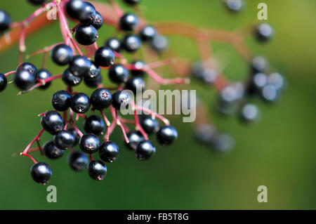 Glänzend schwarzen Holunder (Sambucus Nigra) auf roten Stielen. Stockfoto
