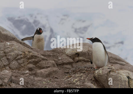 Männlichen Gentoo Penguin bietet weiblich ein Stein für Nest als Paarungsverhalten, Neko Harbor Rookery, Antarktis. Stockfoto