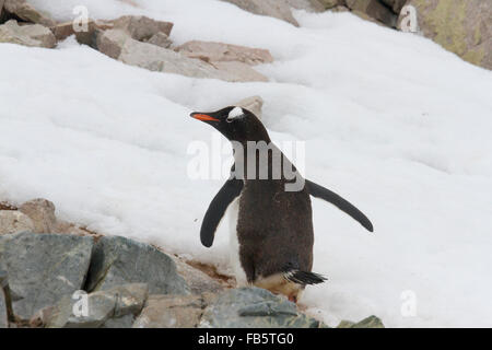 Gentoo Penguin in Neko Harbor, Antarktis stehen auf Felsen auf verschneiten Tag. Stockfoto