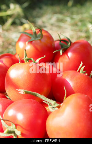 Früchte der rote schmackhafte und reife Tomaten Stockfoto