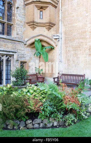 Bananenpflanze im Master Garten des Balliol College, Oxford, UK Stockfoto