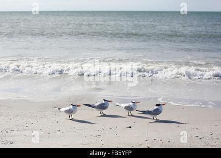 Königliche Seeschwalben an einem Strand in St. Petersburg, Florida. Stockfoto