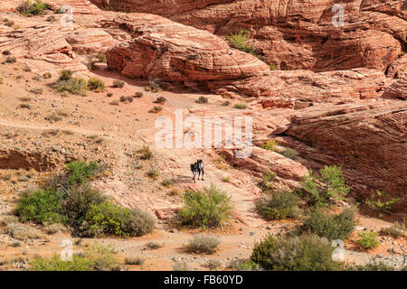 Wanderer zwischen den roten Felsen von Calico-1-Gebiet in der Calico Hills von Red Rock Canyon National Conservation Area Stockfoto