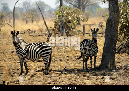 Zwei Crawshay Zebras (Equus Quagga Crawshayi) stehen in den Busch im South Luangwa Nationalpark, Sambia Stockfoto
