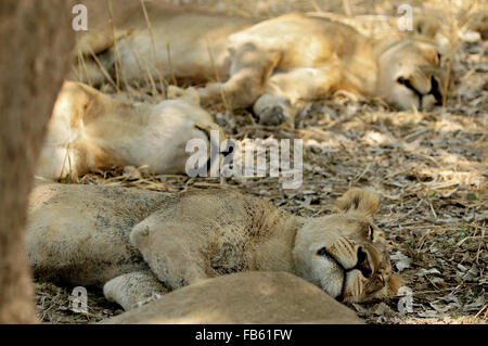 Gruppe von Löwinnen (Panthera Leo) schlafend in den South Luangwa Nationalpark, Sambia Stockfoto