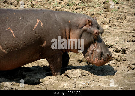 Flusspferd (Hippopotamus Amphibius) stehen auf dem Boden auf trockenem Schlamm in South Luangwa Nationalpark in Sambia Stockfoto