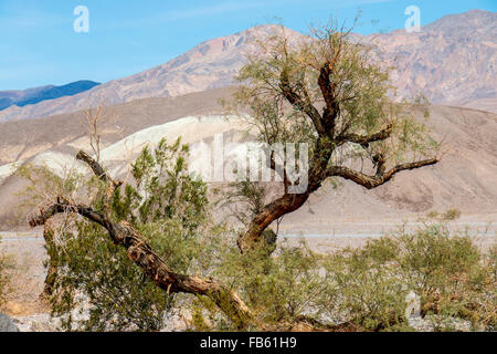 Malerischer Baum im Death Valley National Park. Stockfoto