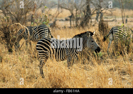 Drei Crawshay Zebras (Equus Quagga Crawshayi) stehen in den Busch im South Luangwa Nationalpark, Sambia Stockfoto